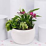 Plants Garden with Mini Orchid Plant