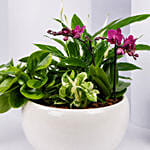 Plants Garden with Mini Orchid Plant
