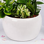 Plants Garden with Mini Orchid Plant