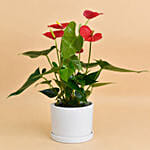 Red Anthurium In Ceramic Pot