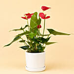 Red Anthurium In Ceramic Pot