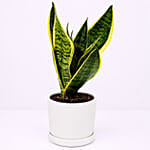 Sansevieria Plant In Ceramic Pot