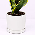 Sansevieria Plant In Ceramic Pot