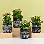Set of 4 Kalanchoe Plants