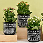 Set of 4 Kalanchoe Plants