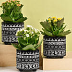 Set of 4 Kalanchoe Plants