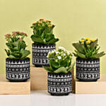 Set of 4 Kalanchoe Plants