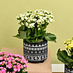Set of 4 Kalanchoe Plants