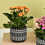 Set of 4 Kalanchoe Plants