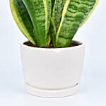 Small Sanseveria in Pot