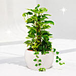 Tall Money Plant and Hedera Helix In Premium Planter