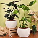 Air Purifying Duo of Calathea and Monstera Plant