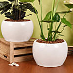 Air Purifying Duo of Calathea and Monstera Plant