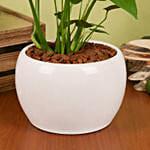 Air Purifying Duo of Calathea and Monstera Plant