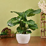 Alocasia Plant Beauty