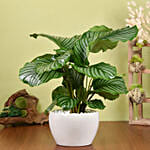 Alocasia Plant Beauty