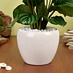 Alocasia Plant Beauty