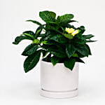 Beautiful Gardenia Jasmine Plant