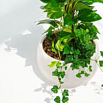 Tall Money Plant and Hedera Helix In Premium Planter