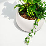 Tall Money Plant and Hedera Helix In Premium Planter
