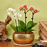 White and Yellow Mini Orchid in Designer Base