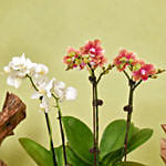 White and Yellow Mini Orchid in Designer Base