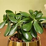 Crassula Ovata Good Luck Plant