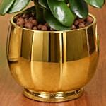 Crassula Ovata Good Luck Plant