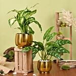 Dieffenbachia and Maria Aglaonema Plant Beauty