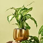 Dieffenbachia and Maria Aglaonema Plant Beauty