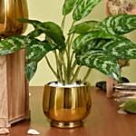 Dieffenbachia and Maria Aglaonema Plant Beauty