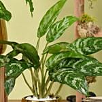Dieffenbachia and Maria Aglaonema Plant Beauty