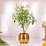 Diwali Celebration With Tulsi