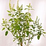 Diwali Celebration With Tulsi