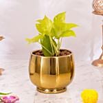 Diwali Money Plant