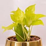 Diwali Money Plant