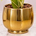 Diwali Money Plant