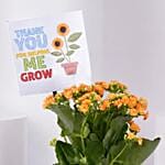 Expressing Thanks Kalaonche Plant