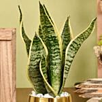 Gold Sansevieria in Premium Planter