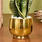 Gold Sansevieria in Premium Planter
