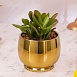 Happy Diwali Blessing Plant