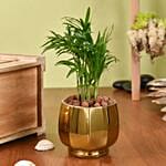 Mini Chamadorea In Golden Pot
