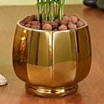 Mini Chamadorea In Golden Pot