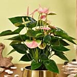 Pink Anthurium in Premium Planter