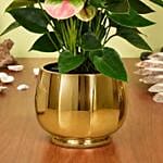 Pink Anthurium in Premium Planter