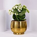 White Kalanchoe In Ceramic Pot