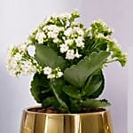 White Kalanchoe In Ceramic Pot
