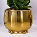 White Kalanchoe In Ceramic Pot