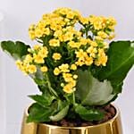 Yellow Kalanchoe In Ceramic Pot