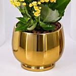 Yellow Kalanchoe In Ceramic Pot